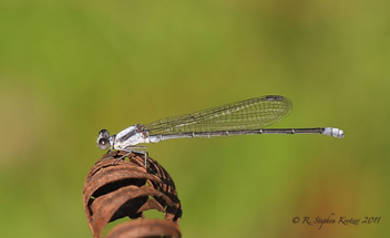 Argia moesta, male